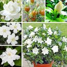 2 Pcs Gardenia Bonsai (Cape Jasmine) Amazing Smell & Beautiful Flowers Rare Bonsai Flower Bonsai for