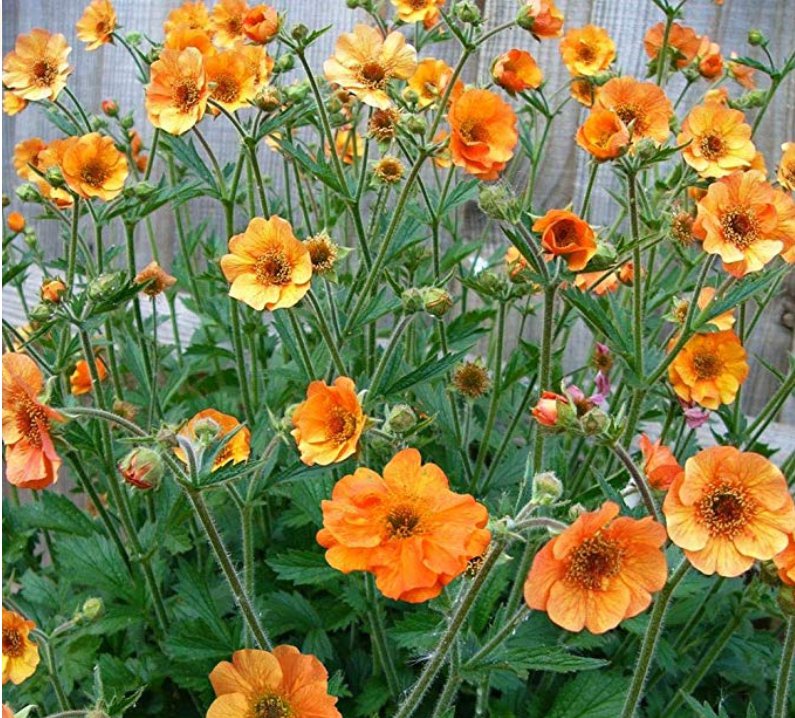 20pcs/lot Geum 'Totally Tangerine' Avens Flower -s Home Garden