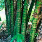 20 PCS Perennial Bamboo Plant Fresh Giant Mixed Moso Bambu Plant Bambusa Tree Ornamental Planta for 