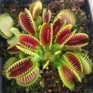 100Pcs Catchfly Potted Plant Seeds Garden Venus Fly Trap Insectivorous Plant - Gardening Seeds - 100