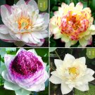 Heirloom Colorful Lotus Seeds 10PCS T1