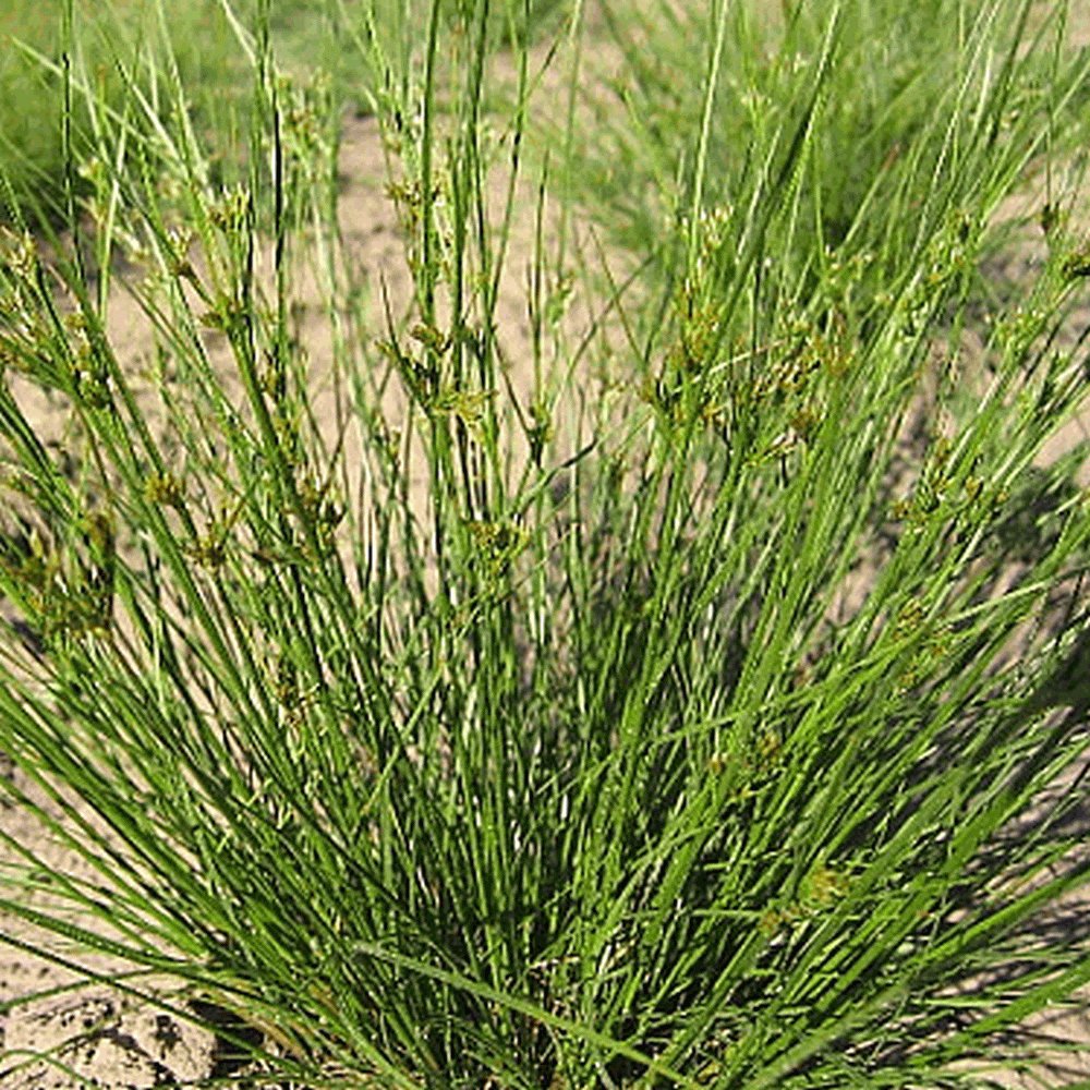 2000 Path Rush Native Grass Seeds