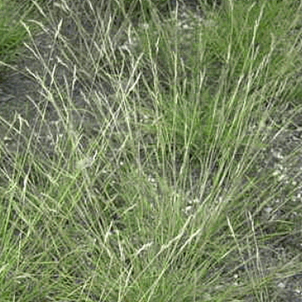 1000 Poverty Oat Grass Native Grass Seeds