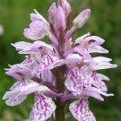 Dactylorhiza fuchsii Common Spotted Wild Orchid 20 seeds