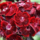 Dianthus barbatus atrosanguineus Sweet Williams Deep red 25 seed