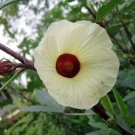 Hibiscus sabdariffa Jamaican Red Sorrell 10 seeds