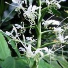 Hedychium stenopetalum Slenderpetal Lily 10 seeds
