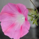 Morning Glory Ipomoea Candy Pink 10 seeds