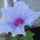 Morning Glory Ipomoea Pale Blue Sky 6 seeds
