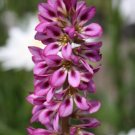Francoa Saxifragaceae Rogersons Form 15 seeds