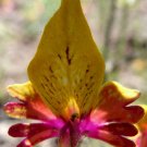 Schizanthus grahamiiPoor Mans OrchidMountain Butterfly8 Seeds