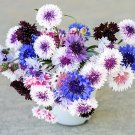 Classic Artistic Mix Bachelor's Button 150 Seeds