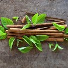 Cinnamon Basil 100 Seeds