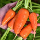 New Kuroda Carrot 800 Seeds