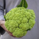 Green Macerata Cauliflower 200 Seeds