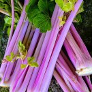 Chinese Pink Celery 200 Seeds