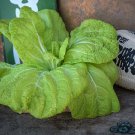Chiremen Hakusai Chinese Cabbage 100 Seeds