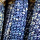 Hopi Turquoise Corn 30 Seeds
