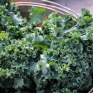 Dwarf Siberian Kale 500 Seeds