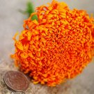 Spun Orange Marigold 200 Seeds
