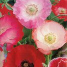 Poppy Flower SHIRLEY Mixed RED & PINK Wildflowers Pure Seed