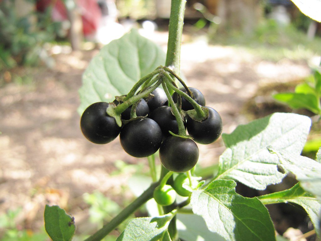 NEW !! 500 Seeds Wonderberry Black Nightshade Huckleberry Sunberry