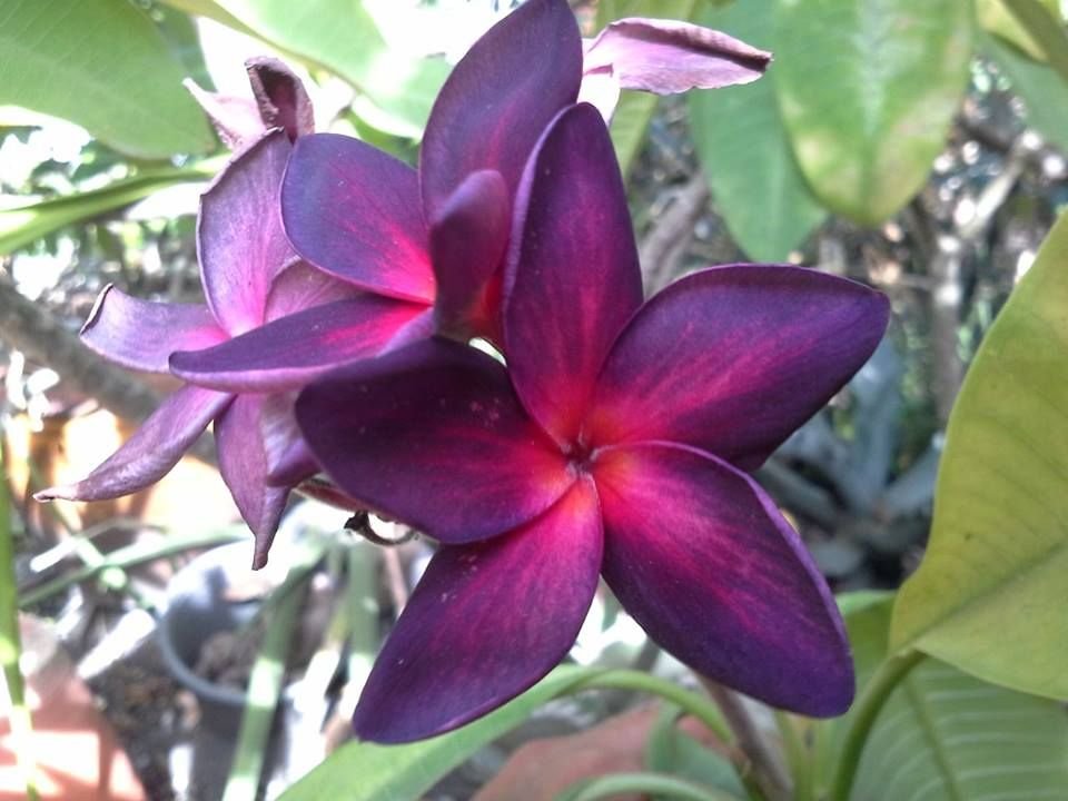 SALE !! 5 Dark Purple Plumeria Seeds Plants Flower Lei Hawaiian