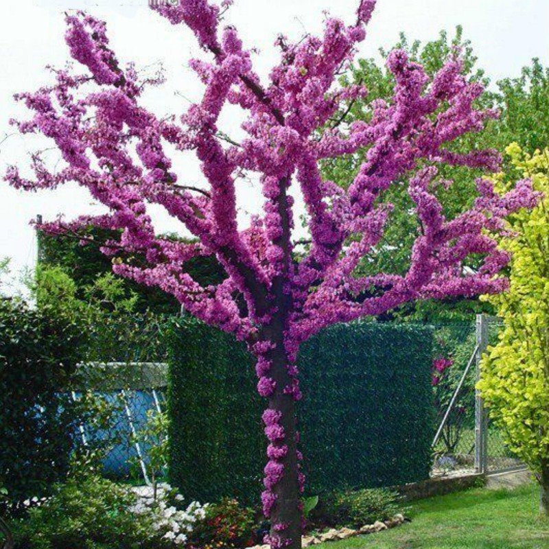 FREE SHIPPING AU !! PINK JUDAS TREE SEEDS (Cercis siliquastrum) BONSAI