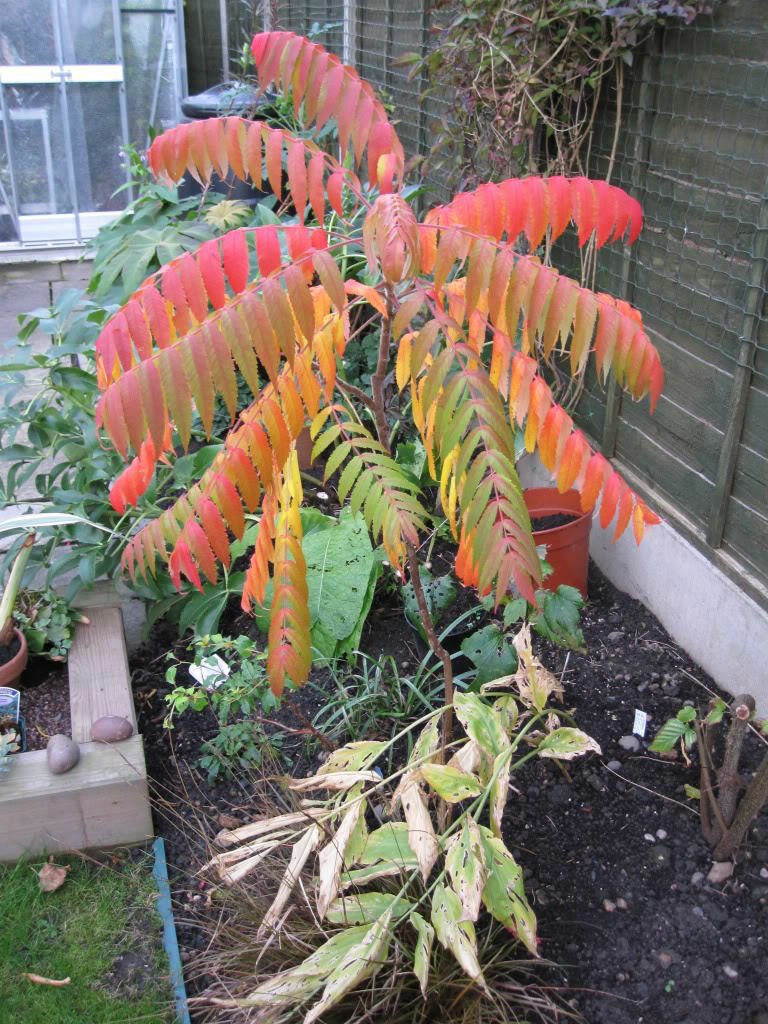 SALE !! 30 FLAMELEAF SUMAC TREE S Seeds