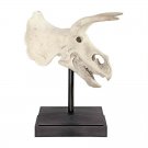 65 Million Old Triceratops Dinosaur Skull Fossil 23.5" Statue on Museum Mount