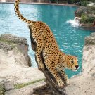 Exotic Stalking Savannah Cheetah Handcrafted 48" Garden Statue by S.Lightfoot