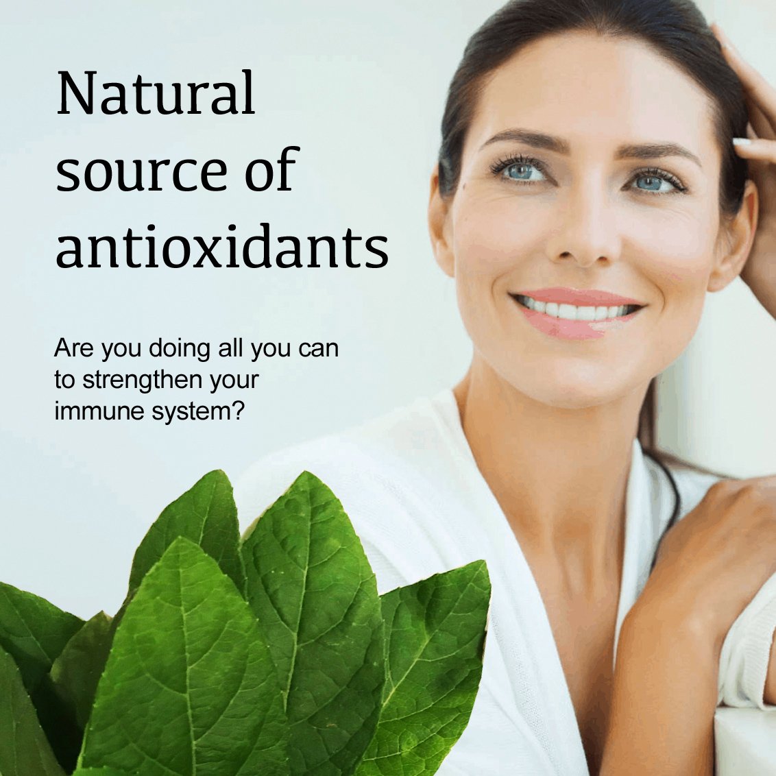 Natural Herbal Bitter Leaf Tea. Antioxidant. Vitamin C & Immune Booster