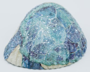 Decoupaged Cockle Shell Turtle Item 002