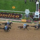 OXBOW 8X10 PHOTO HORSE RACING PICTURE JOCKEY GARY STEVENS PREAKNESS STAKES OXBOW 8X10 PHOTO HORSE RACING PICTURE JOCKEY GARY STEVENS PREAKNESS STAKES