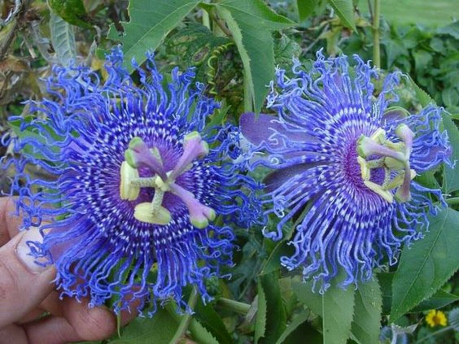 USA SELLER 10 of Rare Bright Blue Passion Flower Seeds Passiflora Tropical Climbing Exotic Garden