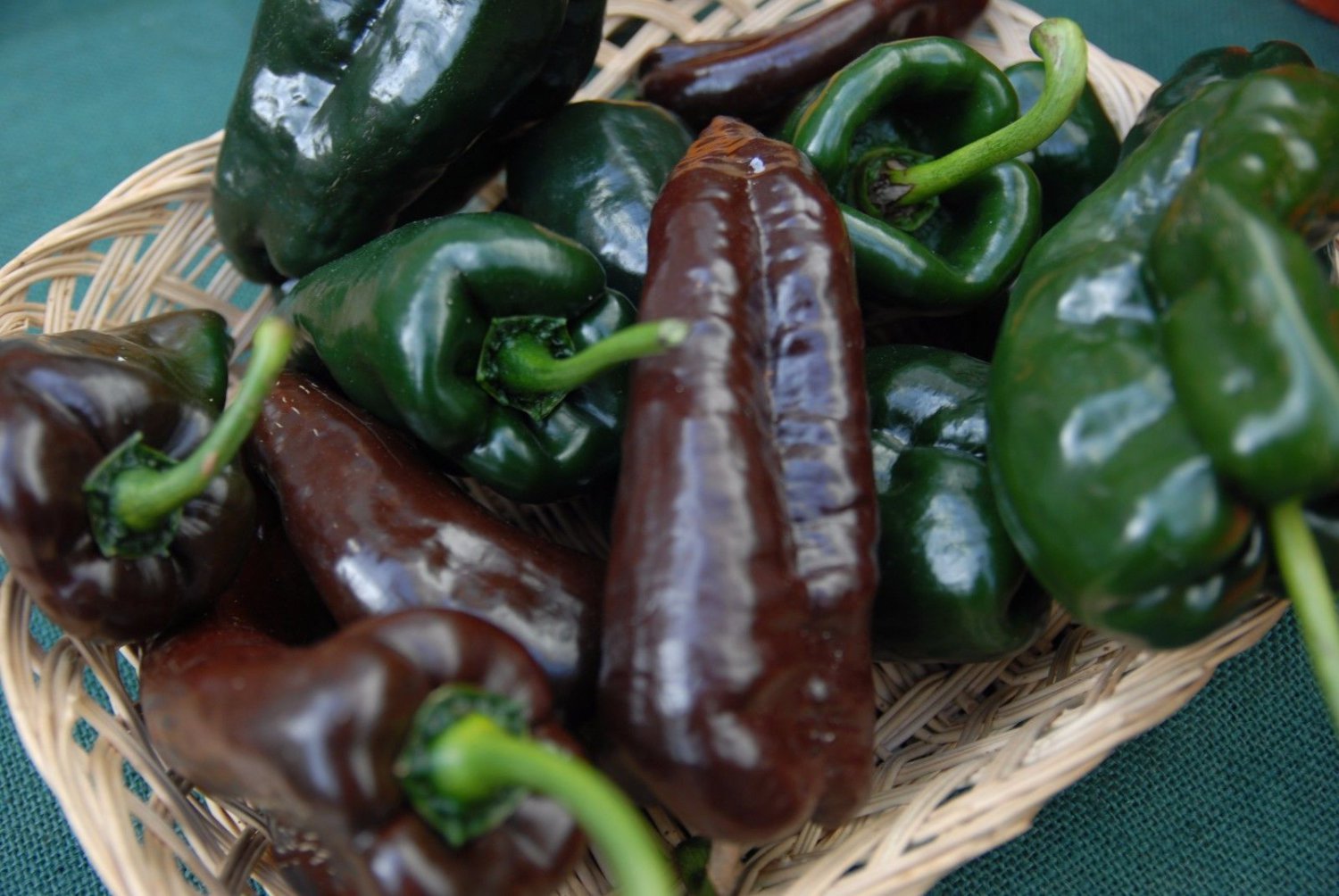 USA Seller 60 of Ancho Poblano Chile Pepper Seeds, Chili, NON-GMO, Variety Sizes, FREE SHIPPING