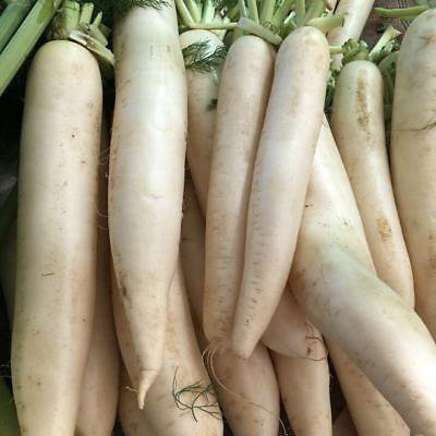 USA Seller 75 of Daikon Radish, Deer Food Plot, Extremely Large Radish, Japanese Horseradish