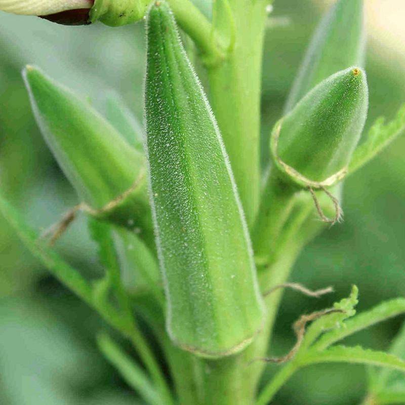 USA Seller 30 of Clemson Spineless Okra Seeds, NON-GMO, Gumbo, Lady's Fingers, Gombo, Bendi
