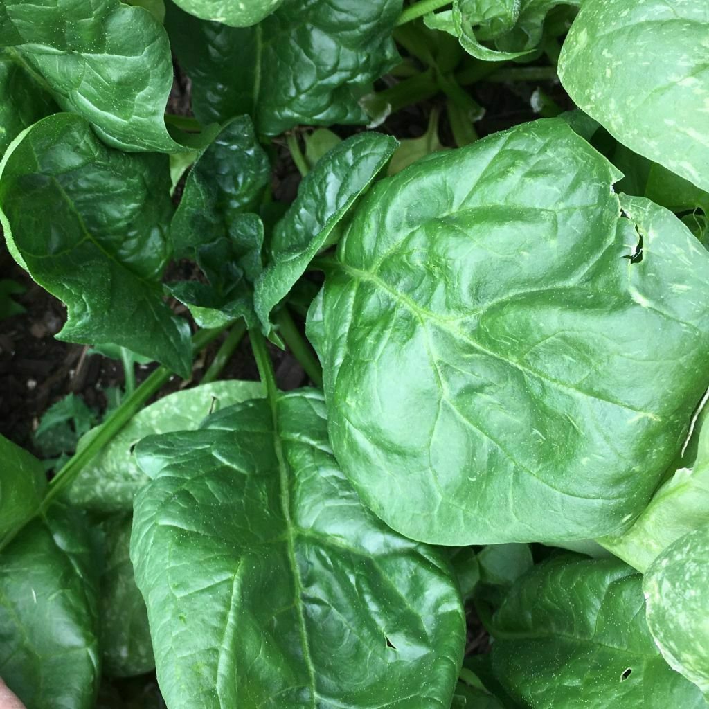 USA Seller 75 of Giant Noble Spinach Seeds, NON-GMO, Variety Sizes, FREE SHIP