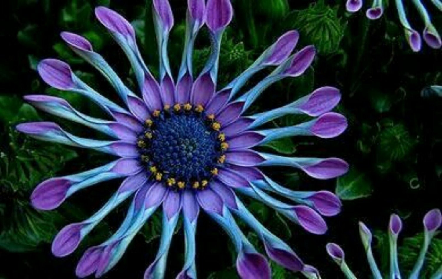 USA SELLER 25 of Blue Purple Seeds Osteospermum Flower African Mix Flower Exotic Garden Seed
