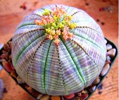 USA SELLER 25 of Blue Ball Cactus Seeds Mixed Barrel Heat Rare Succulents Stone Flower Desert