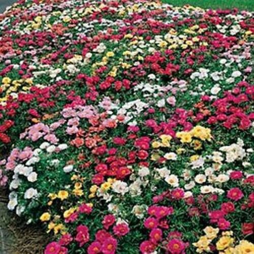 200 of Moss Rose Mix Seeds- NISWAH 50% off SALE