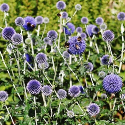 25 of Globe Thistle- (EchinopsRitro)- Blue Seeds- NISWAH 50% off SALE