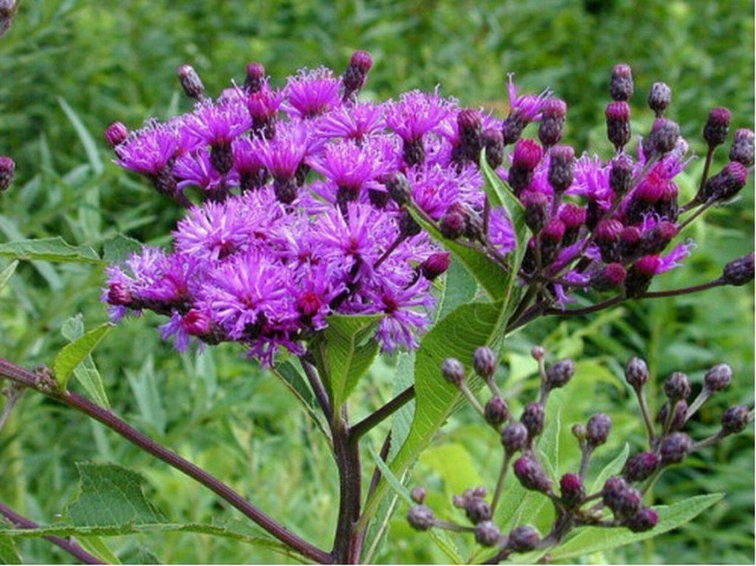200 of Ironweed- Vernonia Fasciculata Tree Seeds- NISWAH 50% off SALE