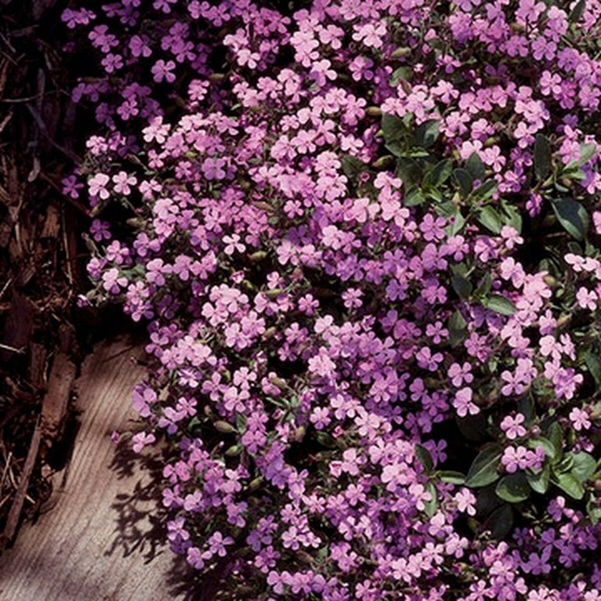 100 of Soapwort (Saponaria)- Pink Tree Seeds- NISWAH 50% off SALE