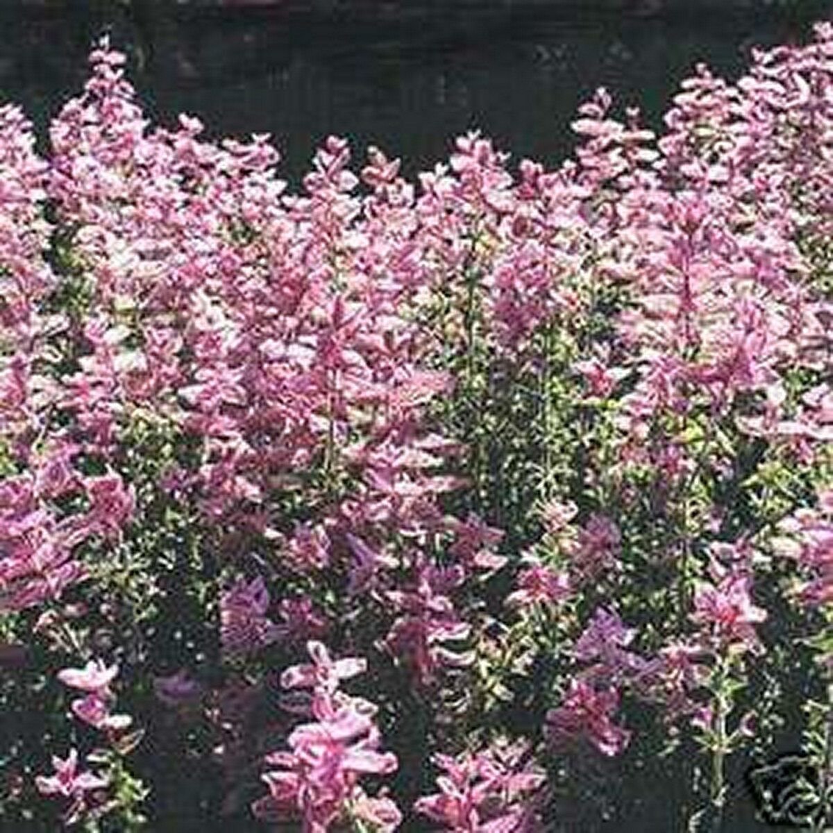 100 of Salvia- Pink Sundae Seeds- NISWAH 50% off SALE