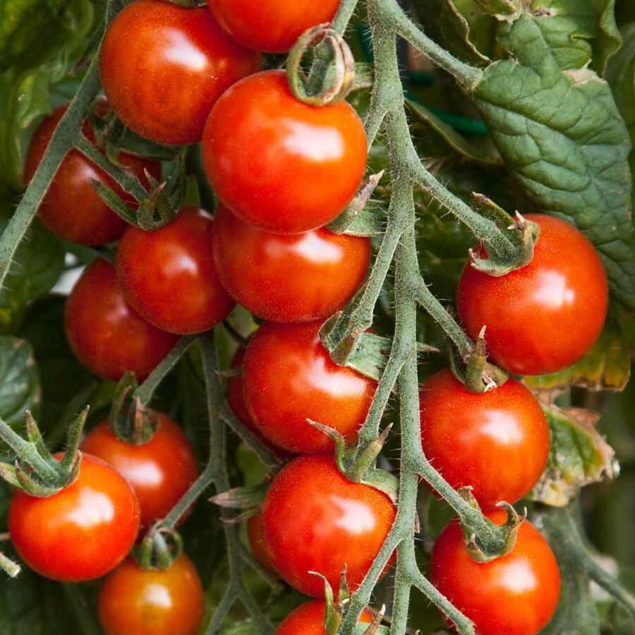 150 Seeds of Small Red Cherry Tomato Seeds, NON-GMO, Variety Sizes, Garden Salad, FREE SHIP