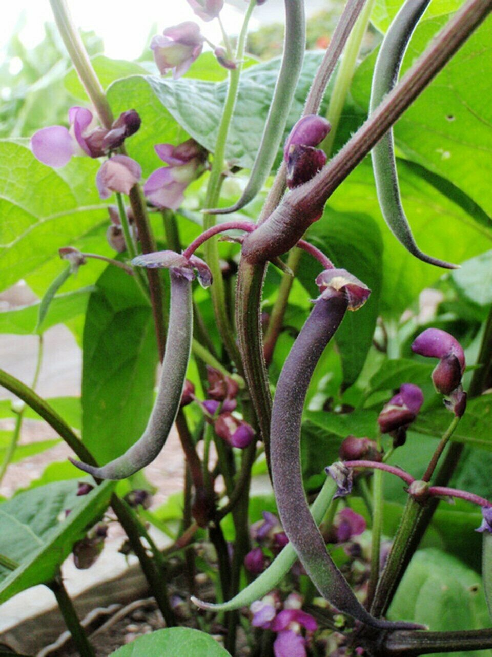 20 Seeds of Royal Burgundy Bush Green Bean Seeds, NON-GMO, Stringless, FREE SHIP