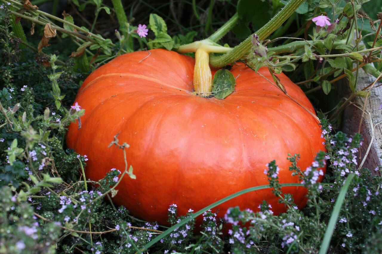 4 Seeds of Cinderella Pumpkin Seeds, Pumpkin Pie, Halloween, Rouge vif d'Etampes, FREE SHIP