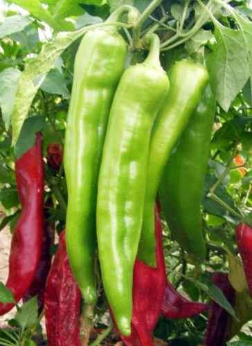 20+ Seeds of New Mexico Big Jim Chili Pepper Seeds, NuMex, Hatch, Ristra